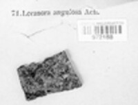 Lecanora carpinea image